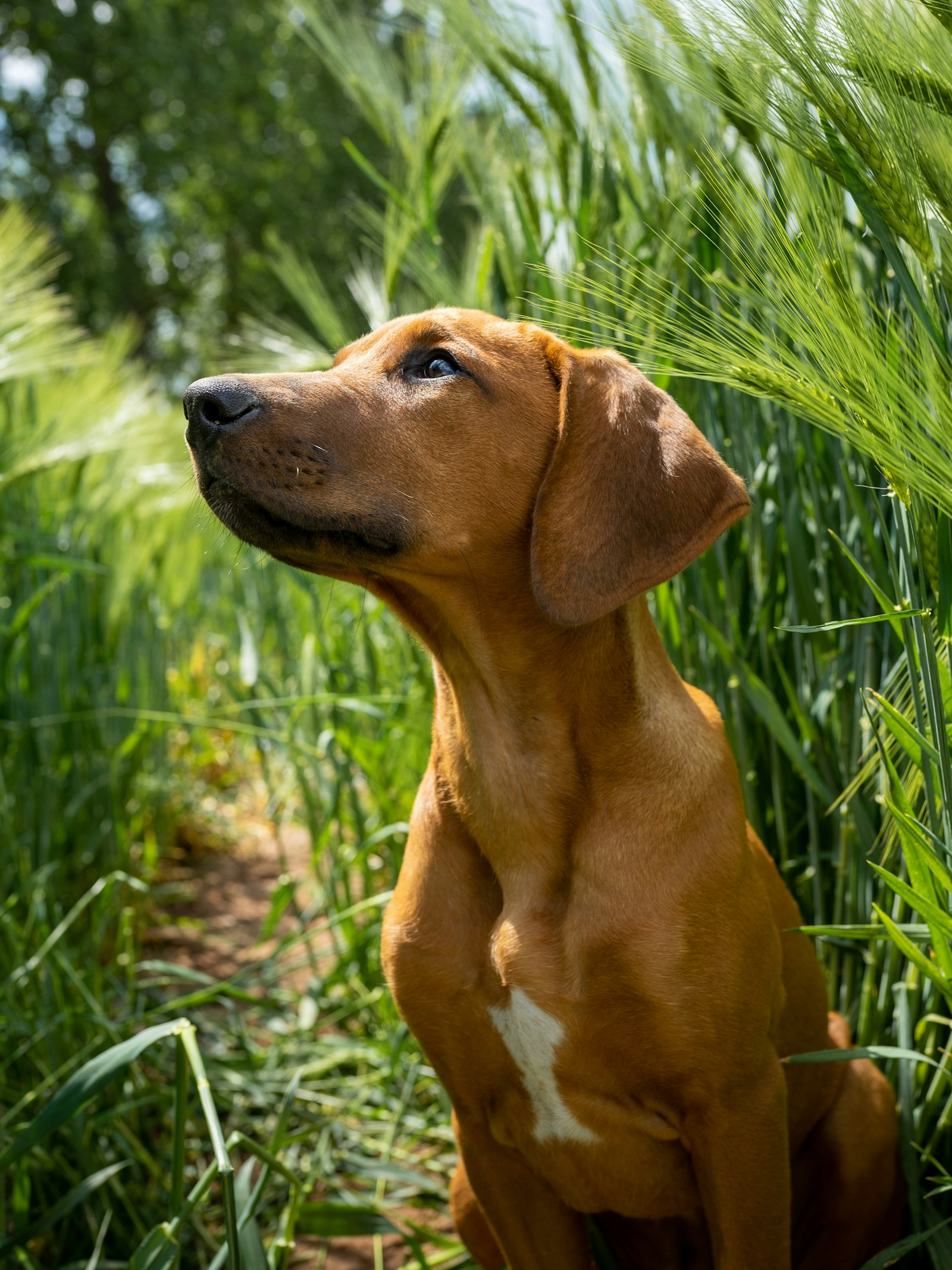 Rhodesian Ridgeback en Chile - guia de cuidados y precio 2026