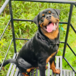Rottweiler en Chile - guia de cuidados y precio 2026