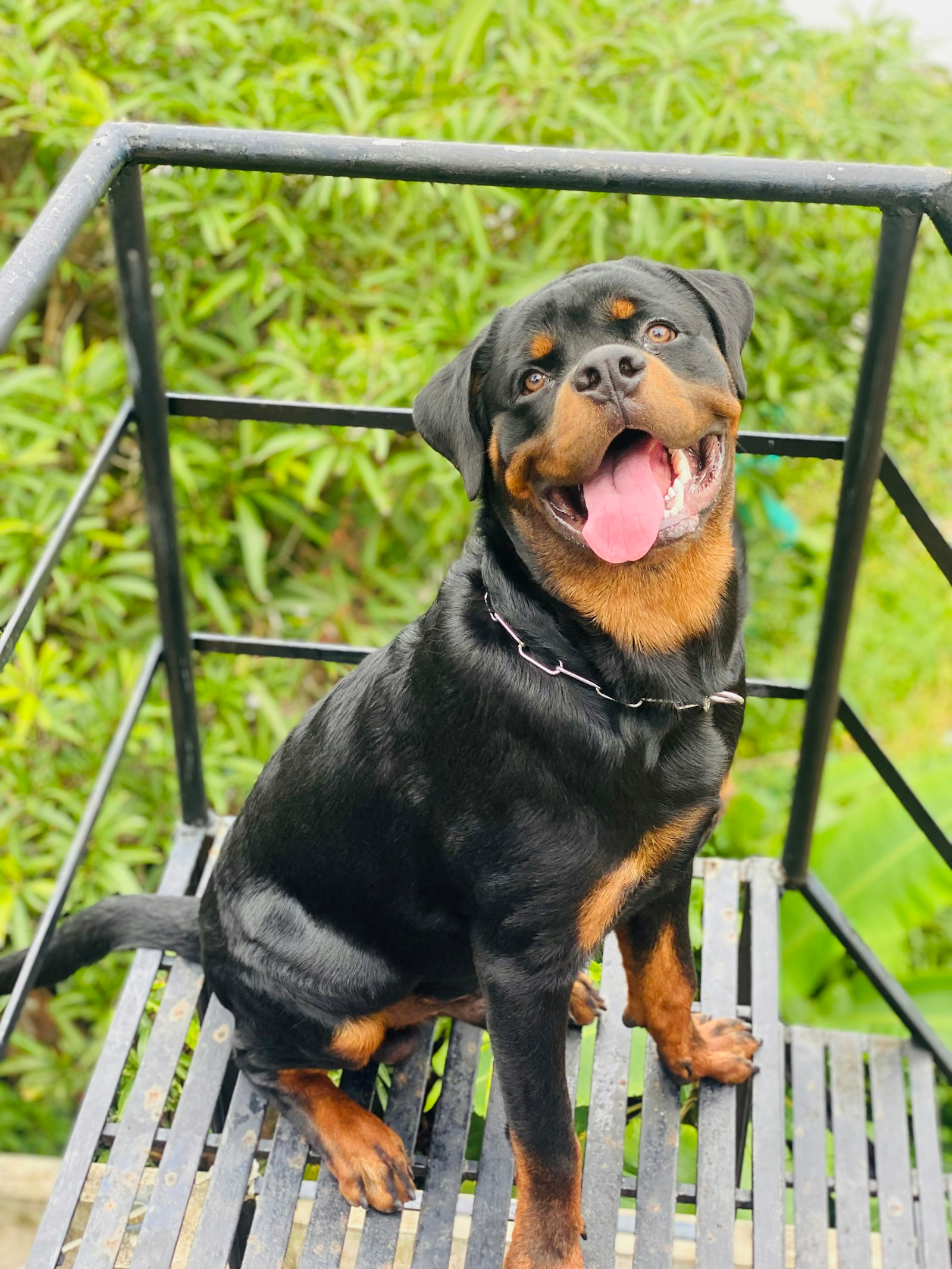 Rottweiler en Chile - guia de cuidados y precio 2026