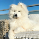 Samoyedo en Chile - guia de cuidados y precio 2026