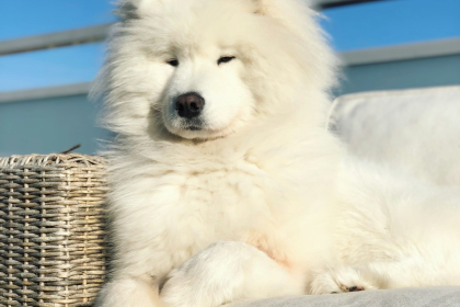 Samoyedo en Chile - guia de cuidados y precio 2026