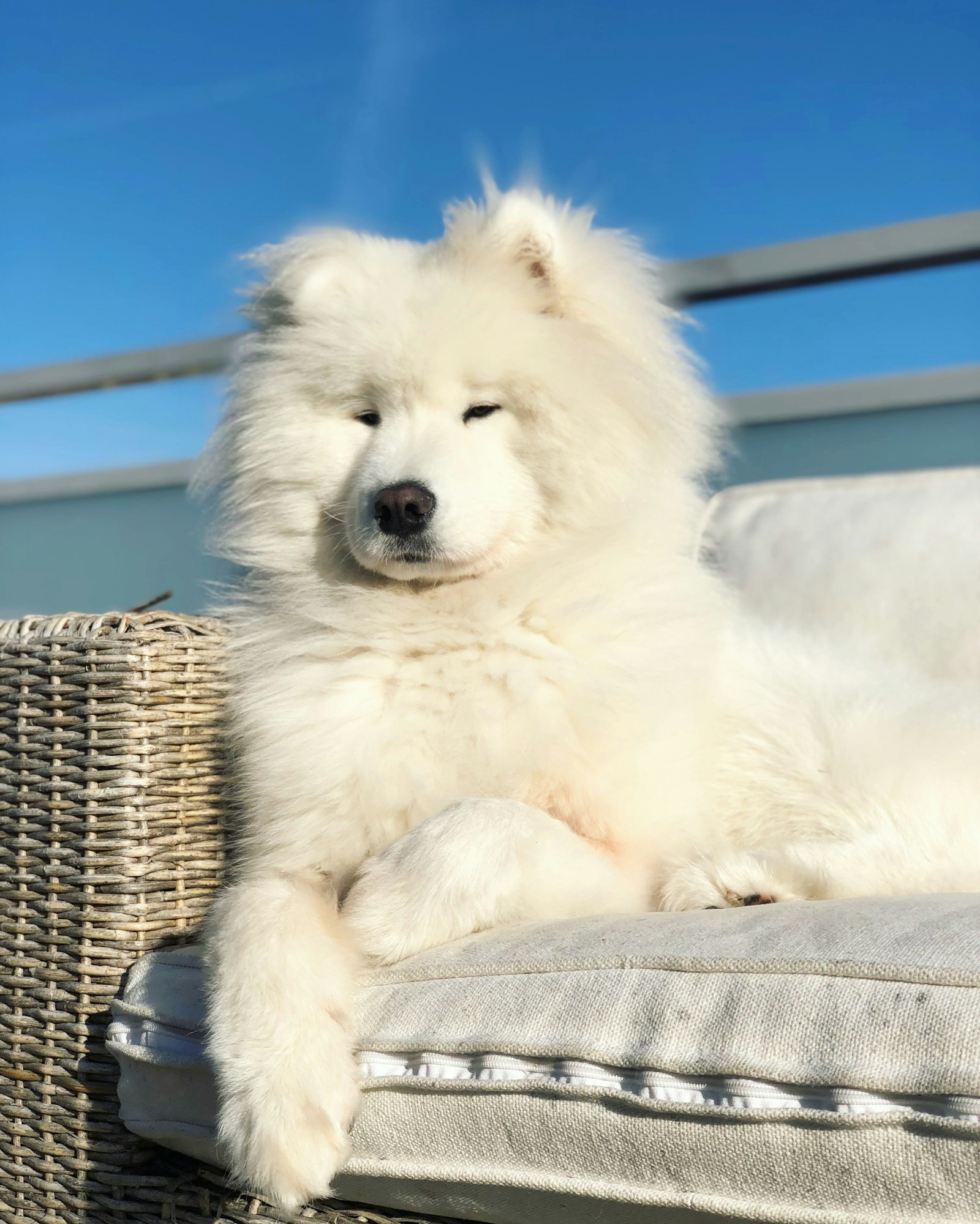Samoyedo en Chile - guia de cuidados y precio 2026