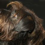 Schnauzer Mediano (Estándar) en Chile - guia de cuidados y precio 2026