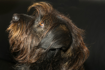 Schnauzer Mediano (Estándar) en Chile - guia de cuidados y precio 2026