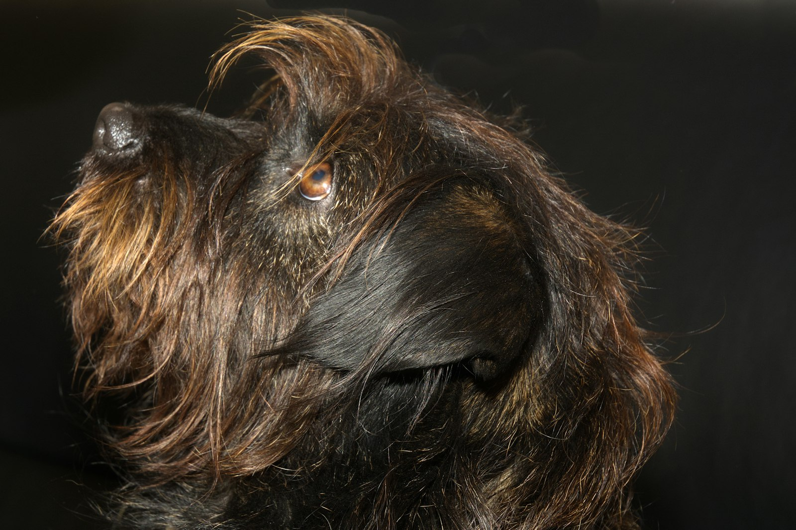 Schnauzer Mediano (Estándar) en Chile - guia de cuidados y precio 2026