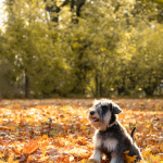 Schnauzer Miniatura en Chile - guia de cuidados y precio 2026