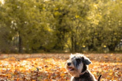 Schnauzer Miniatura en Chile - guia de cuidados y precio 2026