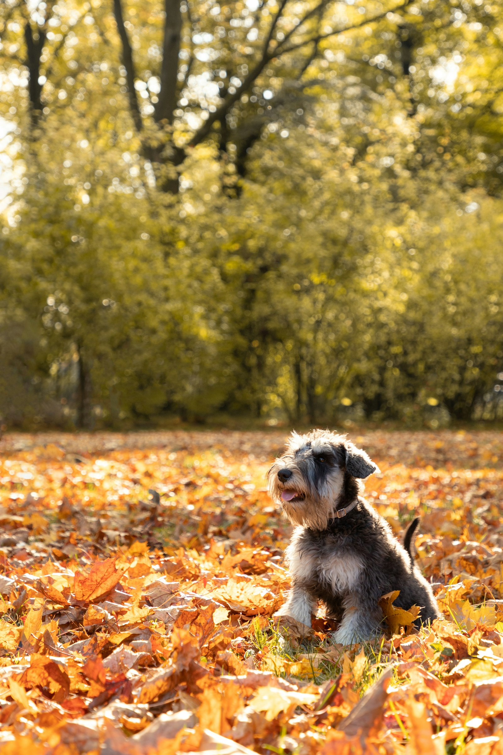 Schnauzer Miniatura en Chile - guia de cuidados y precio 2026