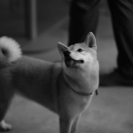 Shiba Inu en Chile - guia de cuidados y precio 2026