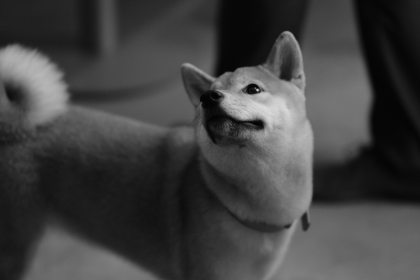 Shiba Inu en Chile - guia de cuidados y precio 2026