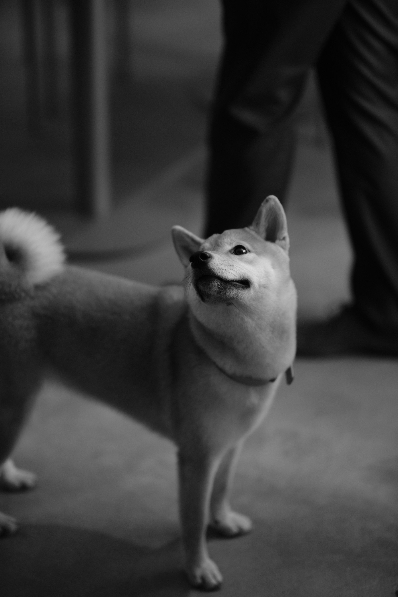 Shiba Inu en Chile - guia de cuidados y precio 2026