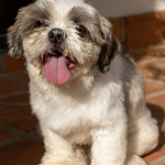 Shih Tzu en Chile - guia de cuidados y precio 2026
