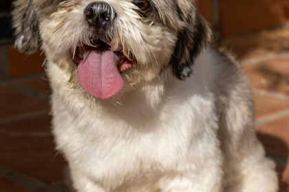 Shih Tzu en Chile - guia de cuidados y precio 2026