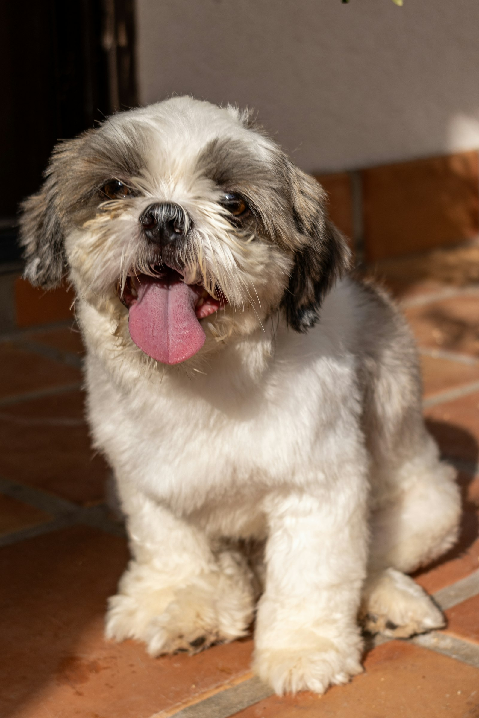 Shih Tzu en Chile - guia de cuidados y precio 2026