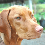 Vizsla en Chile - guia de cuidados y precio 2026