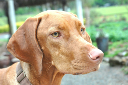 Vizsla en Chile - guia de cuidados y precio 2026