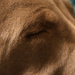 Weimaraner en Chile - guia de cuidados y precio 2026