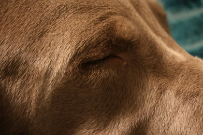 Weimaraner en Chile - guia de cuidados y precio 2026