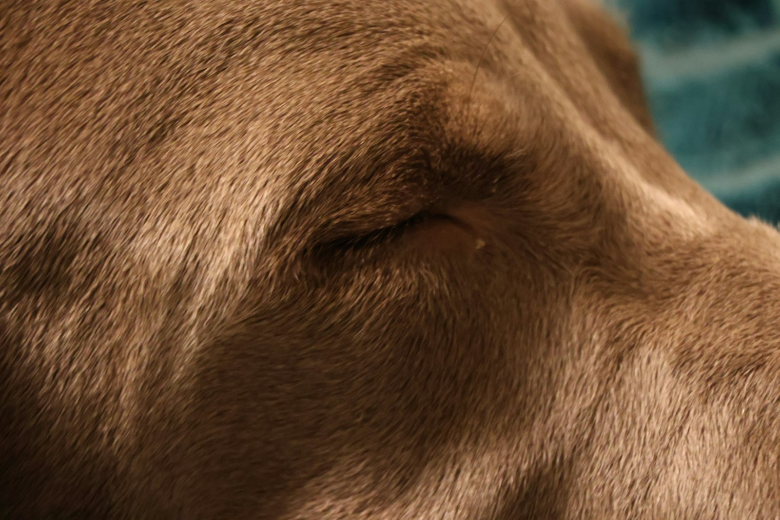 Weimaraner en Chile - guia de cuidados y precio 2026