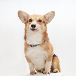 Welsh Corgi Pembroke en Chile - guia de cuidados y precio 2026