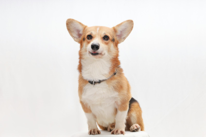 Welsh Corgi Pembroke en Chile - guia de cuidados y precio 2026