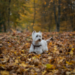 Westie en Chile - guia de cuidados y precio 2026