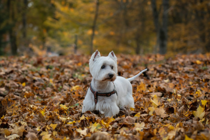 Westie en Chile - guia de cuidados y precio 2026