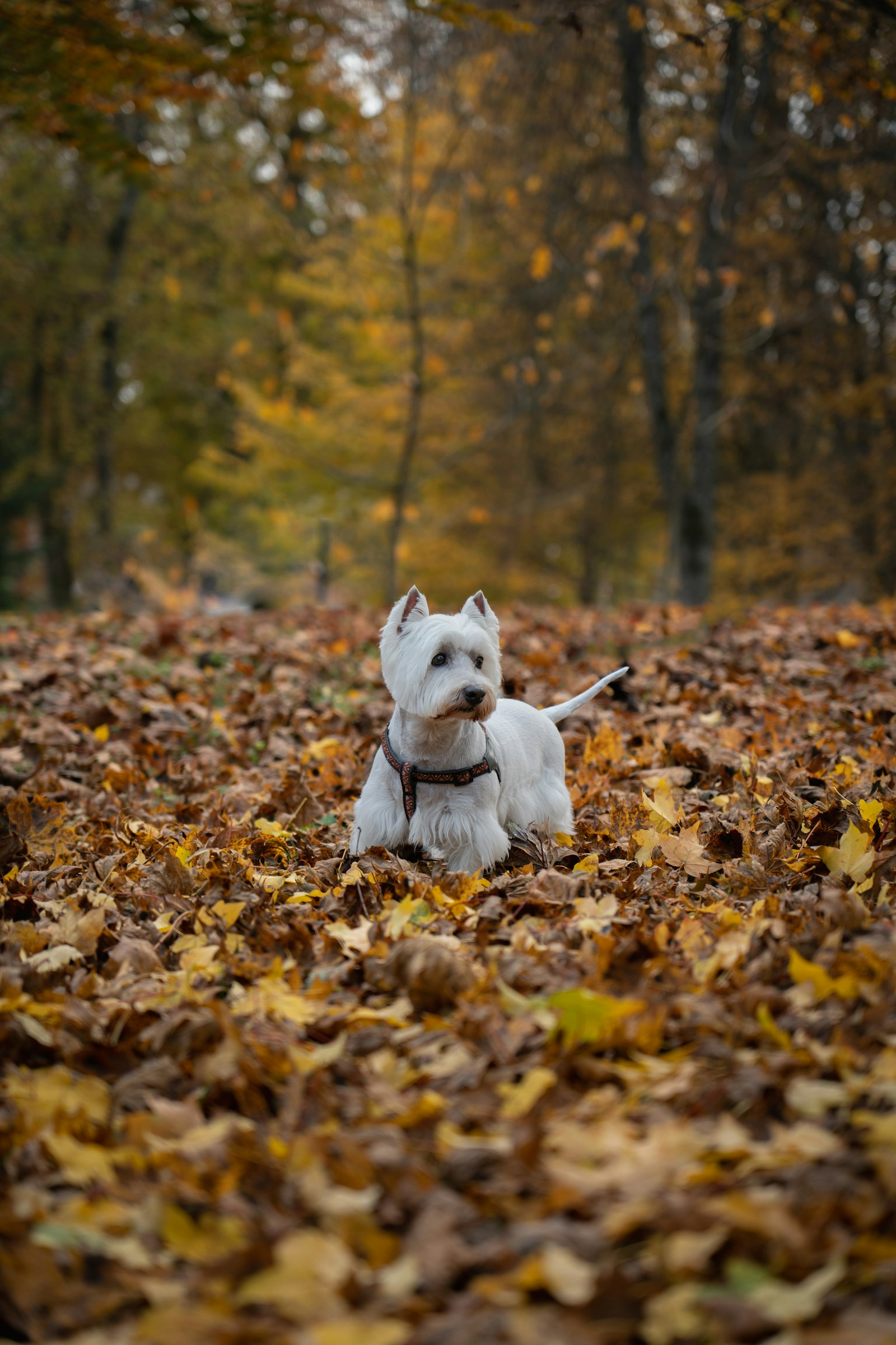 Westie en Chile - guia de cuidados y precio 2026