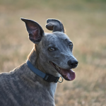 Whippet en Chile - guia de cuidados y precio 2026