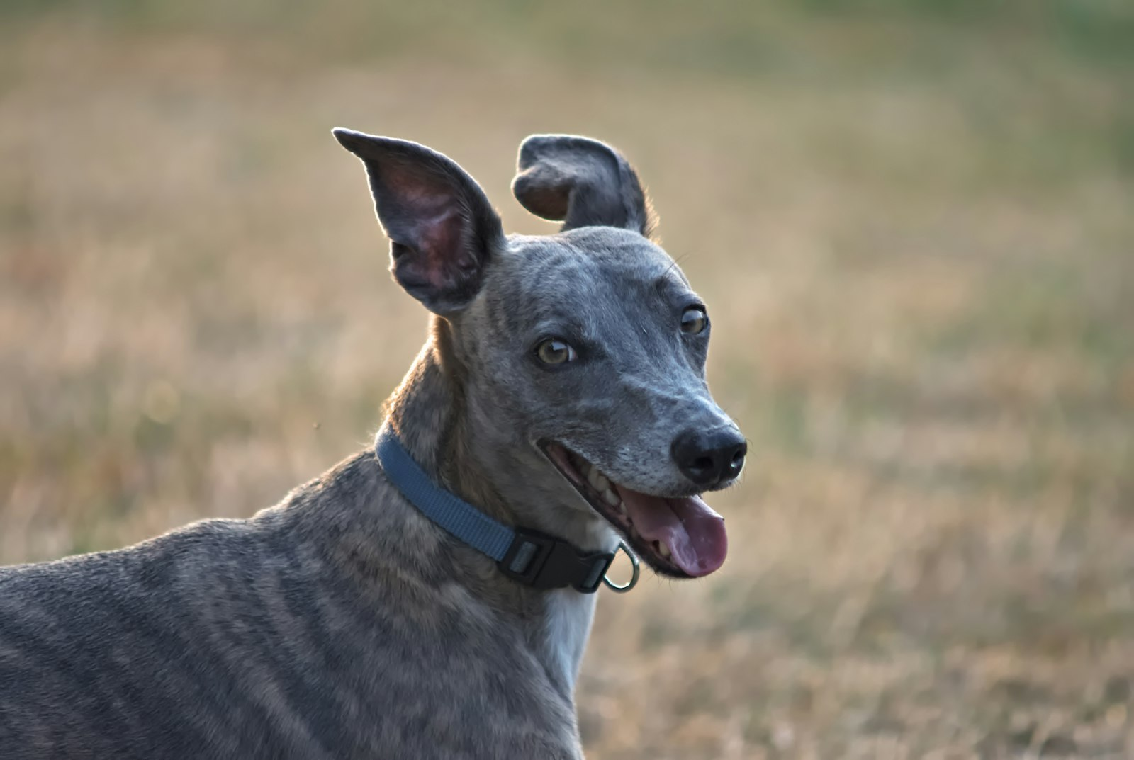 Whippet en Chile - guia de cuidados y precio 2026