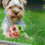 Yorkshire Terrier en Chile - guia de cuidados y precio 2026