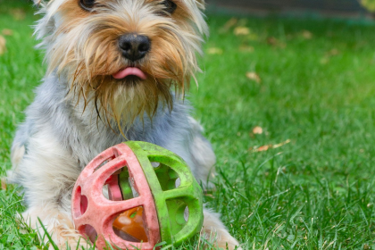 Yorkshire Terrier en Chile - guia de cuidados y precio 2026