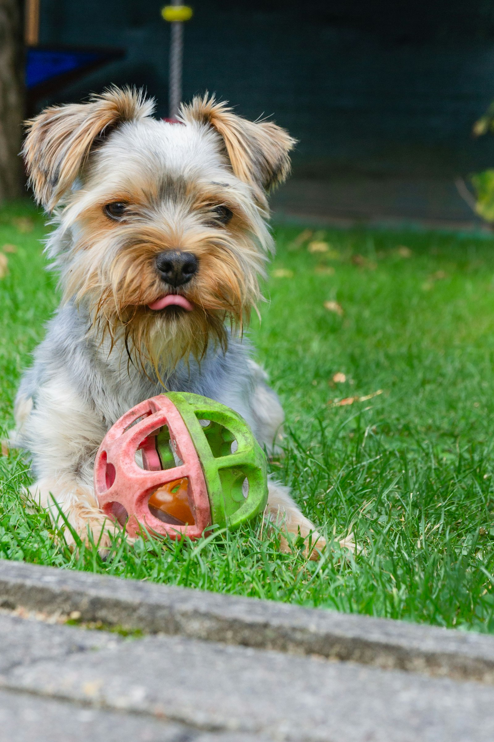 Yorkshire Terrier en Chile - guia de cuidados y precio 2026