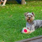 Yorkshire Terrier en Chile - guia de cuidados y precio 2026
