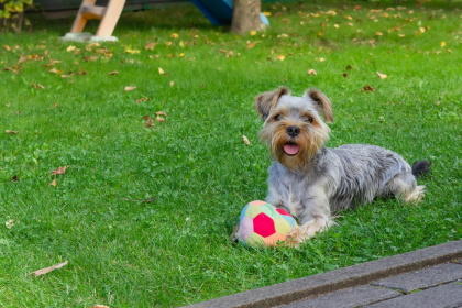 Yorkshire Terrier en Chile - guia de cuidados y precio 2026