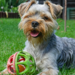 Yorkshire Terrier en Chile - guia de cuidados y precio 2026