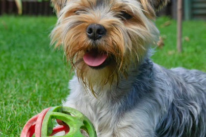 Yorkshire Terrier en Chile - guia de cuidados y precio 2026