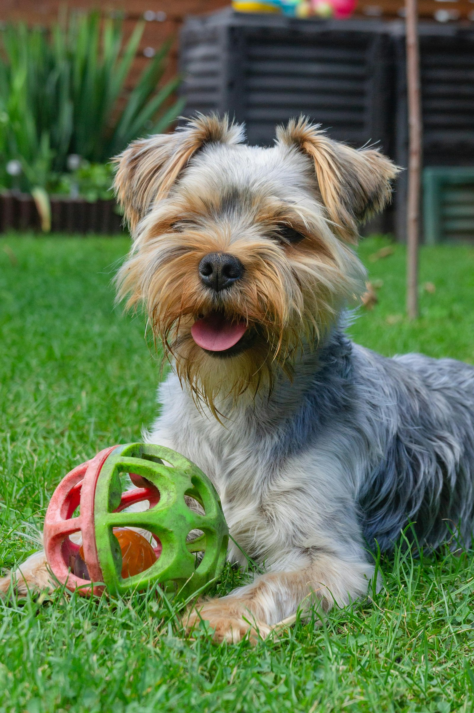 Yorkshire Terrier en Chile - guia de cuidados y precio 2026