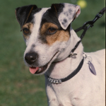 Fox Terrier — entrenarizycola.cl