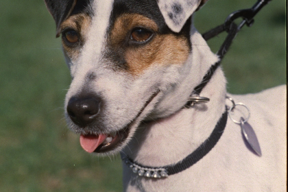 Fox Terrier — entrenarizycola.cl