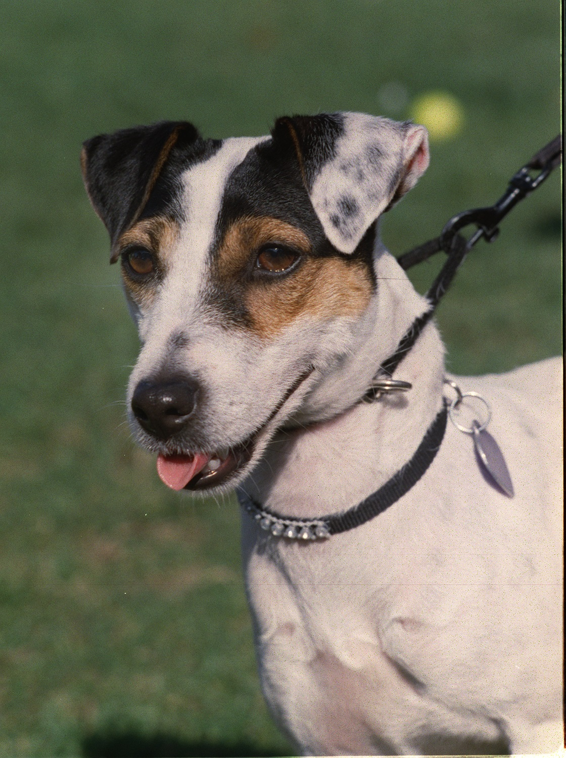 Fox Terrier — entrenarizycola.cl