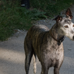 Galgo — entrenarizycola.cl