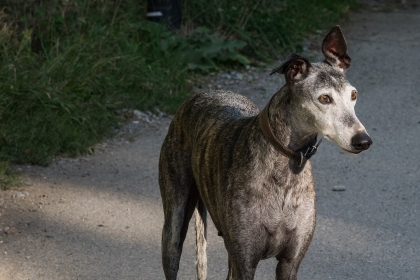 Galgo — entrenarizycola.cl