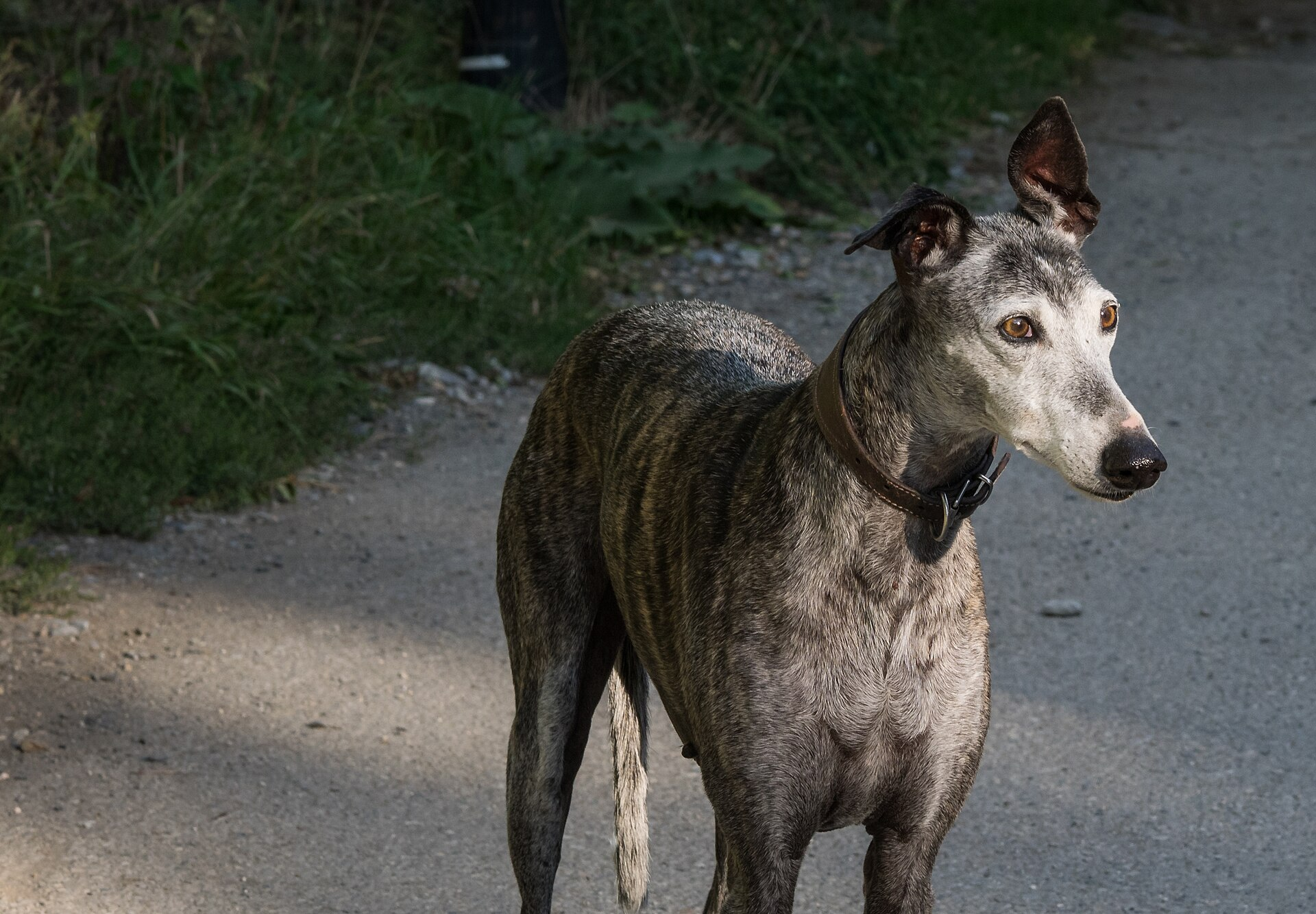 Galgo — entrenarizycola.cl