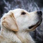 Golden Retriever — entrenarizycola.cl
