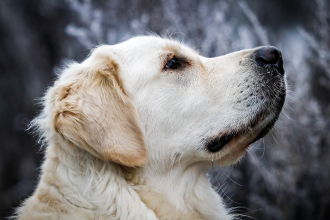 Golden Retriever — entrenarizycola.cl