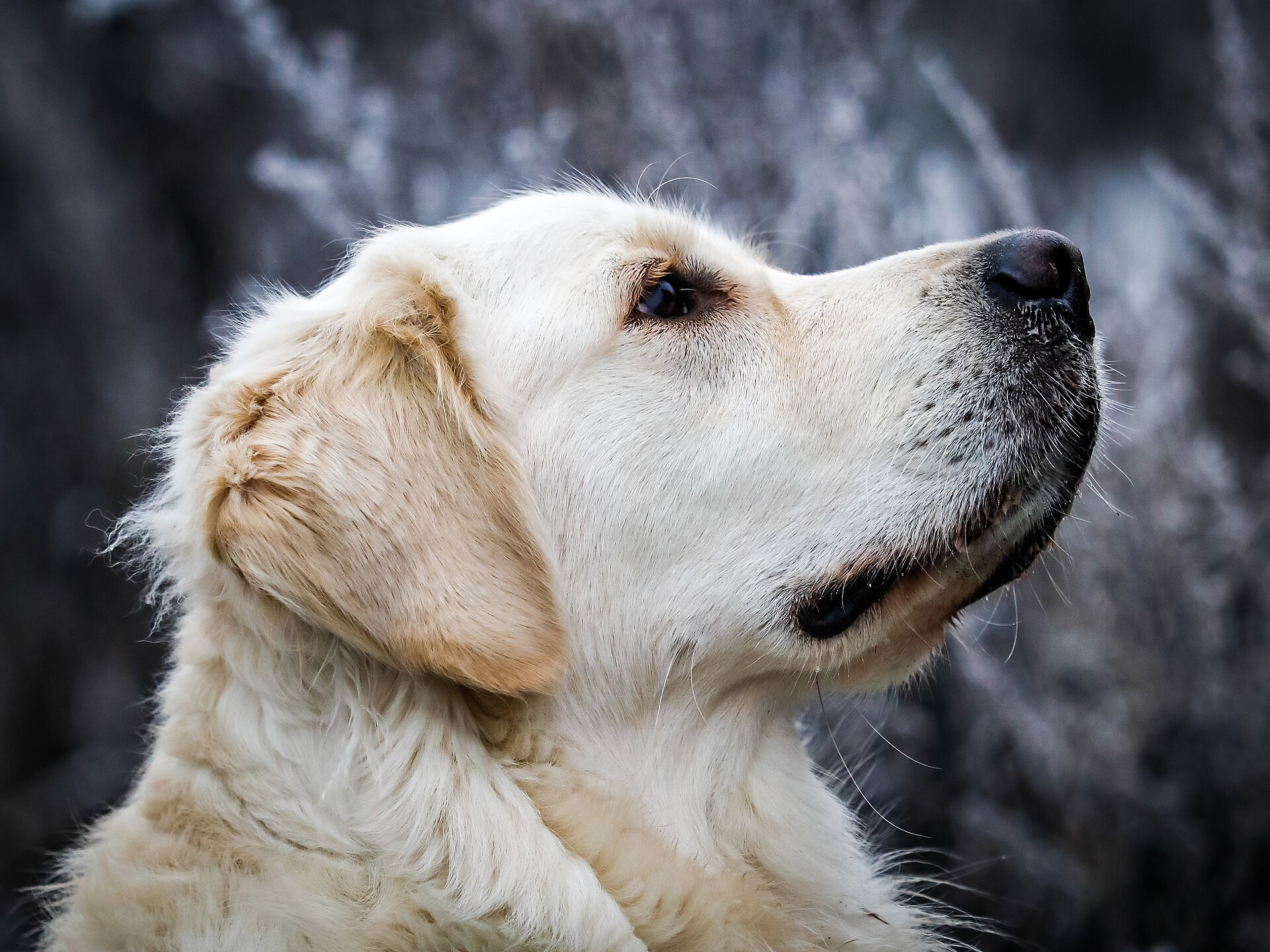 Golden Retriever — entrenarizycola.cl