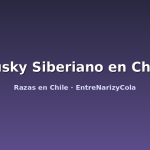 Husky Siberiano en Chile