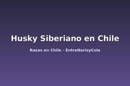 Husky Siberiano en Chile