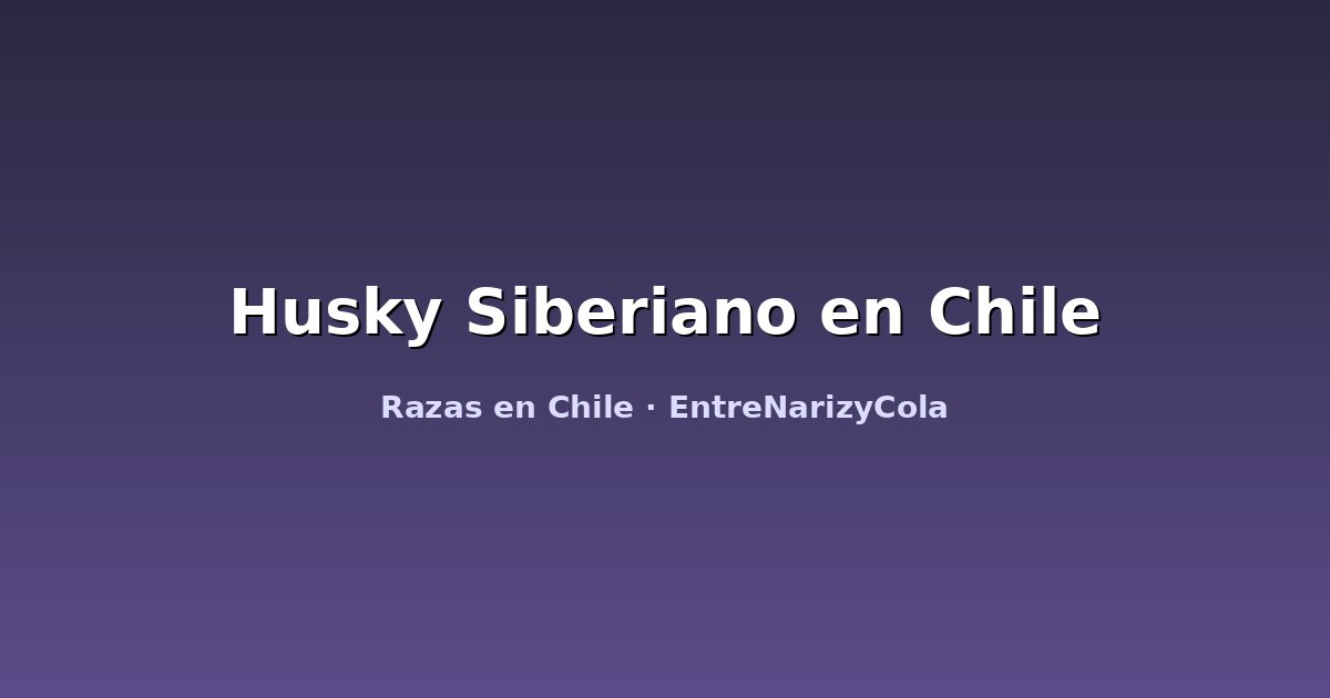 Husky Siberiano en Chile